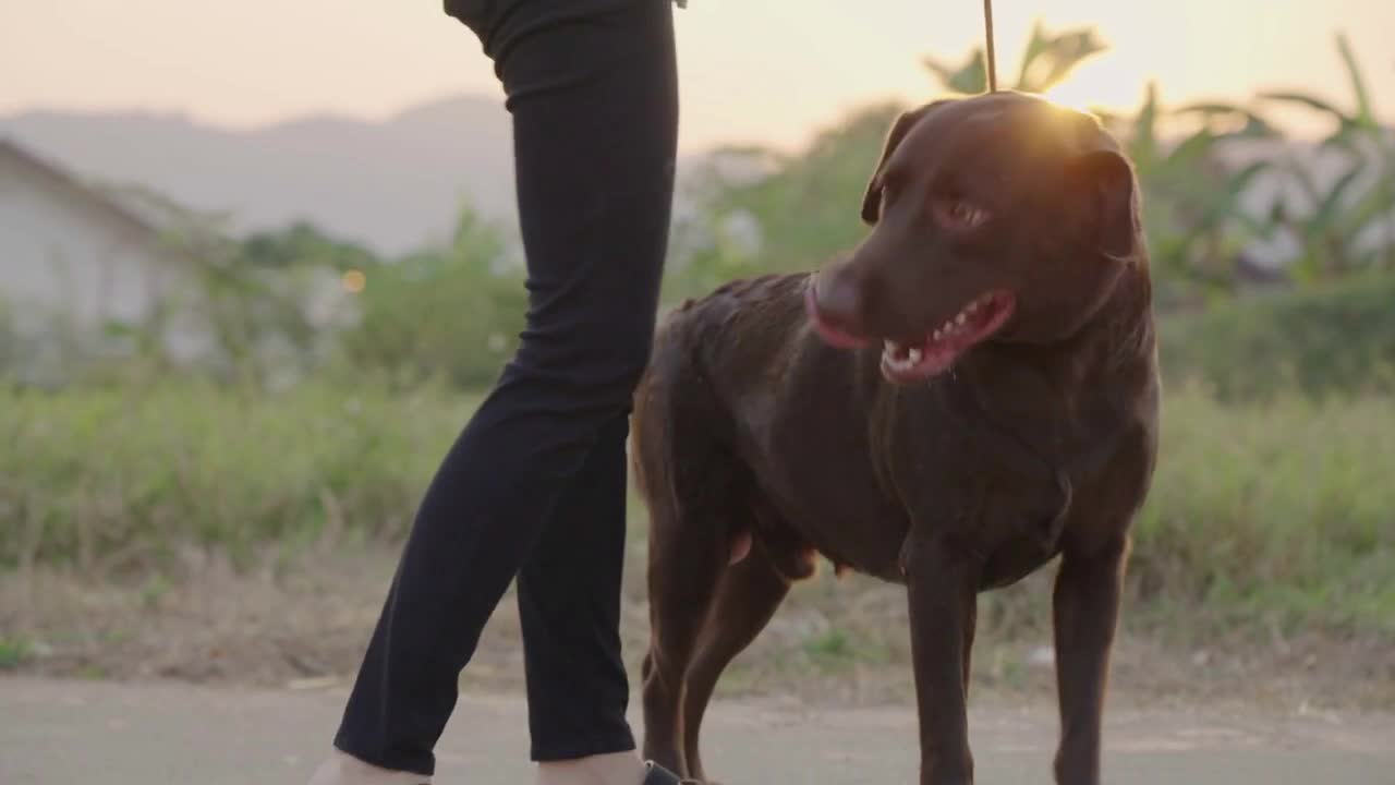 friendly dark brown retriever walking with leash, being dragged by a dog on neighborhood street