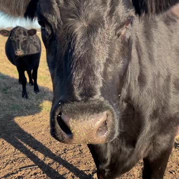 Cow gets up close and personal
