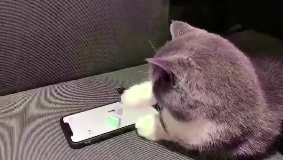 A cat that can play games.