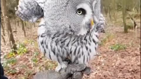 Amazing owl video