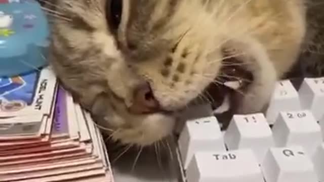 A software engineer Cat