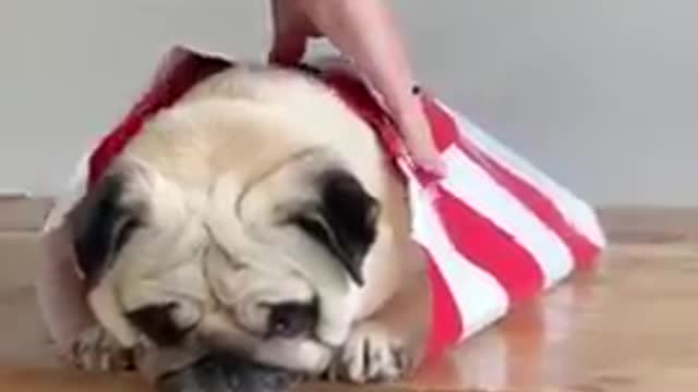 Ultimate Baby Dogs - Cute and Funny Dog Videos Compilation