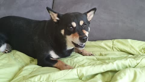 A cute puppy is eating a snack on the sofa