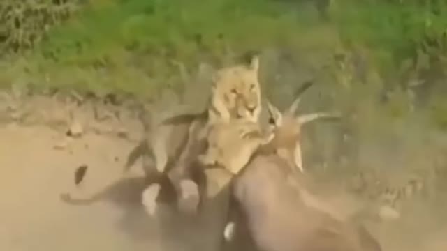 Lion attack video, lion attack on reindeer# amazing attack , wild animal video