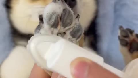 Cute Dog Spa ASMR #Asmr