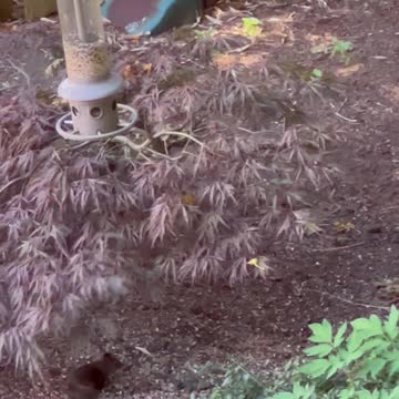 Athletic squirrel, still can't get at the bird feeder!