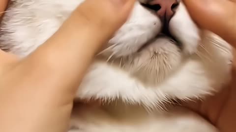 Funniest cat makes many laugh