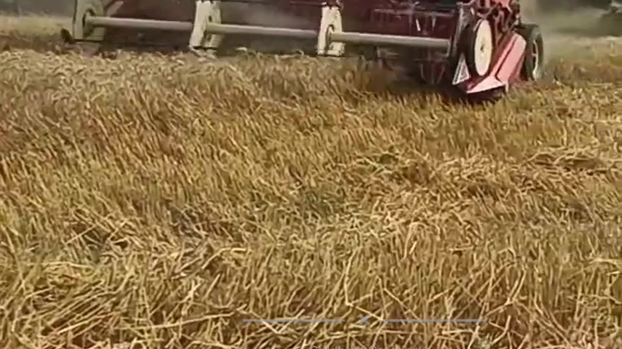 Wheat crop harvesting