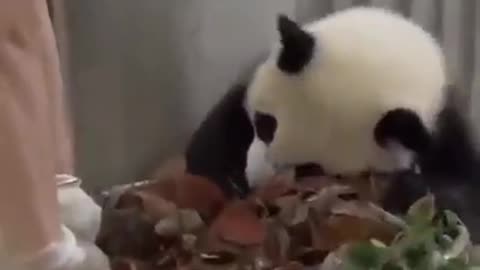 Funniest Panda Videos ever