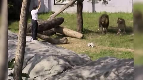 Crazy Man Entered The Lions Cage in Taipei Zoo Horrible News Video of man vs Lion *