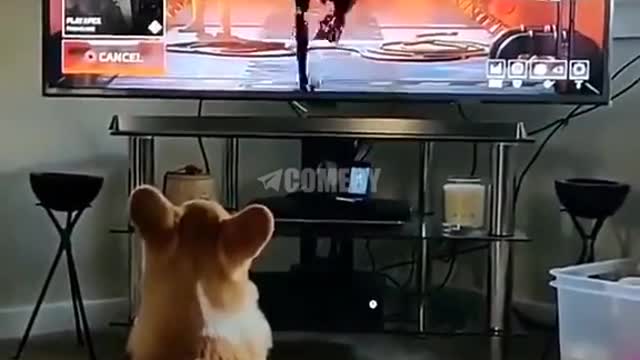 Funny Dog 😂😂