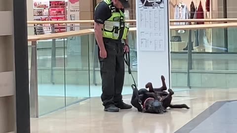 A police dog playing at his break.