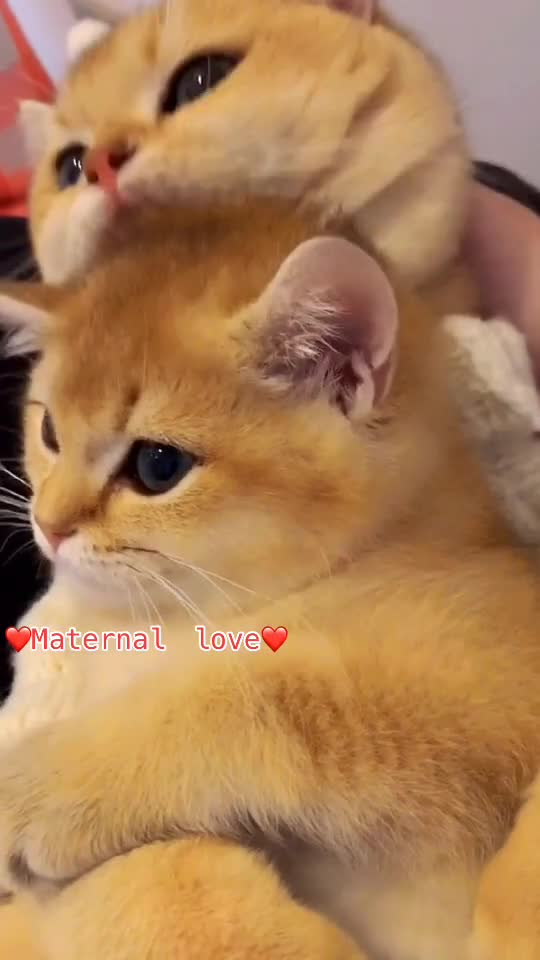 Is This Maternal Love?