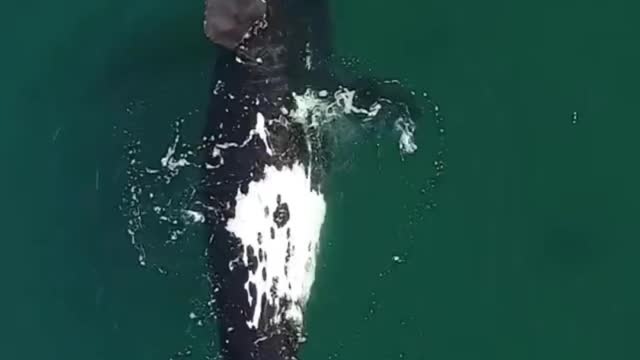 Momento MÁGICO - Praticante de paddle foi surpreendida por baleias