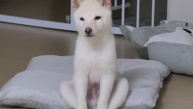 The name of the dog sitting comfortably is salt