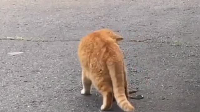 Watch/ cat playing with a very dangerous snake🐍😱