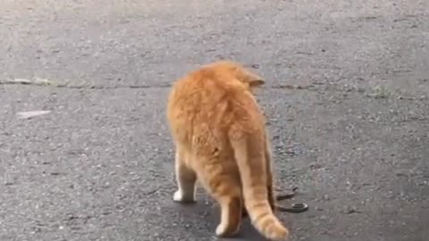 Watch/ cat playing with a very dangerous snake🐍😱