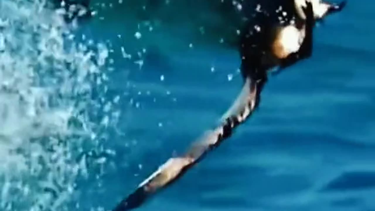 Fish attack on bird 😱