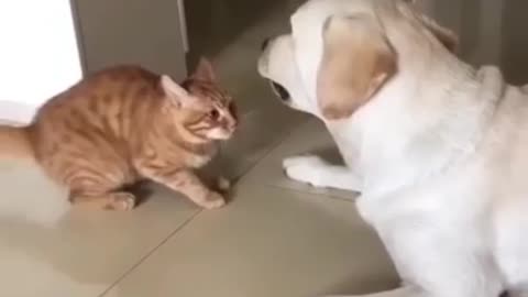 Adorable Cat just tries to share his love with dog