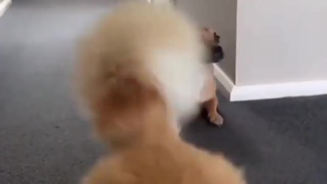Animals memes 7