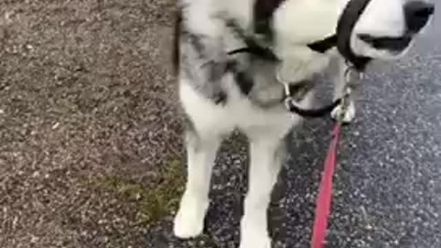 Husky Sing
