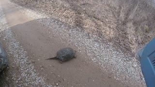Snapper crossing the road