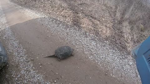 Snapper crossing the road