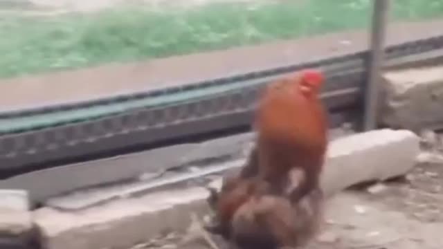 A chicken imitating a duck and thinking of itself as a duck.🐓🐓🦆🦆