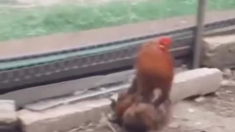 A chicken imitating a duck and thinking of itself as a duck.🐓🐓🦆🦆