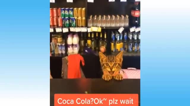 cat funny video