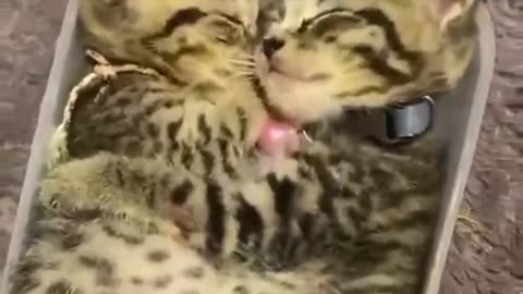 TRY NOT TO LAUGH 😆 Best Funny Videos Compilation 😂😁😆