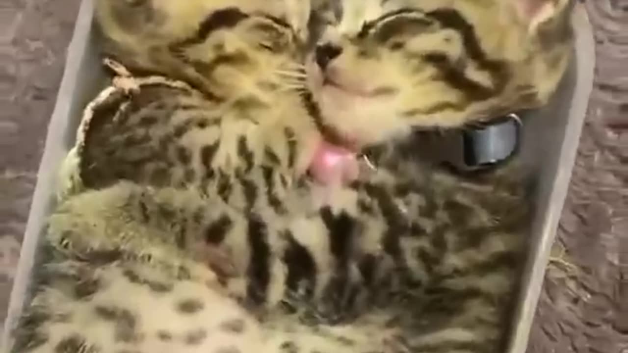 TRY NOT TO LAUGH 😆 Best Funny Videos Compilation 😂😁😆