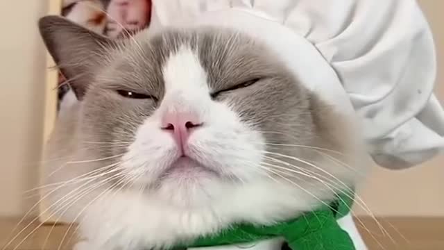 this cat soo smart || cute cats