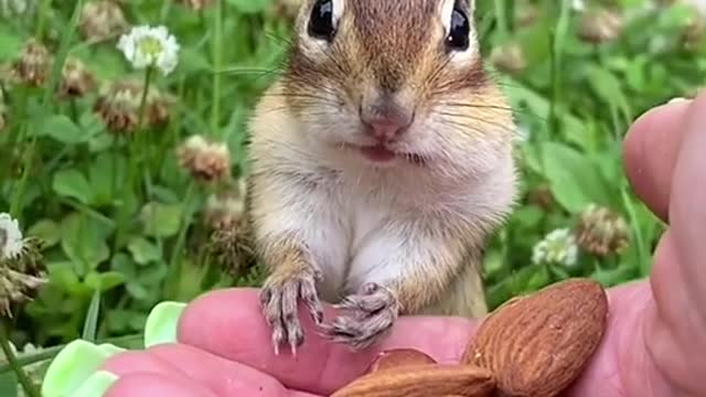Innocent Amazing Squirrel wwwwwaaaaoooo!