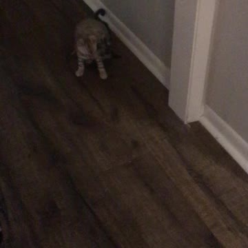 Our two bangle kittens