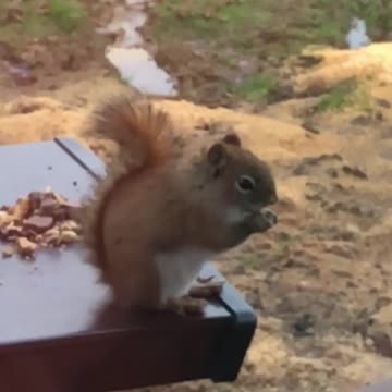 Simon the Squirrel