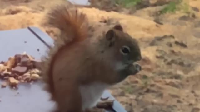 Simon the Squirrel