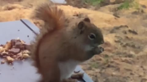 Simon the Squirrel