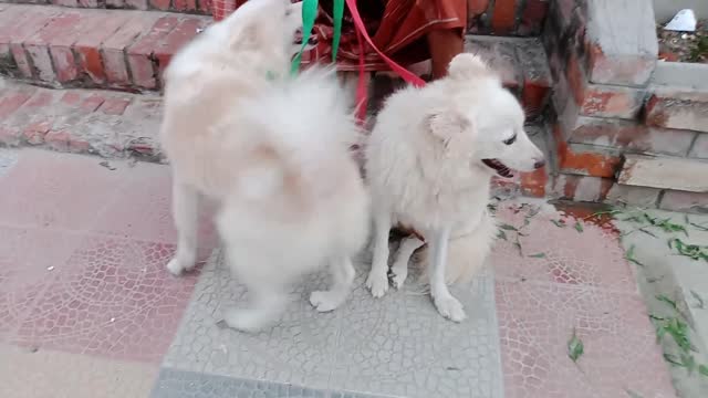 Two Cute Dog In Bangladeshi Road.