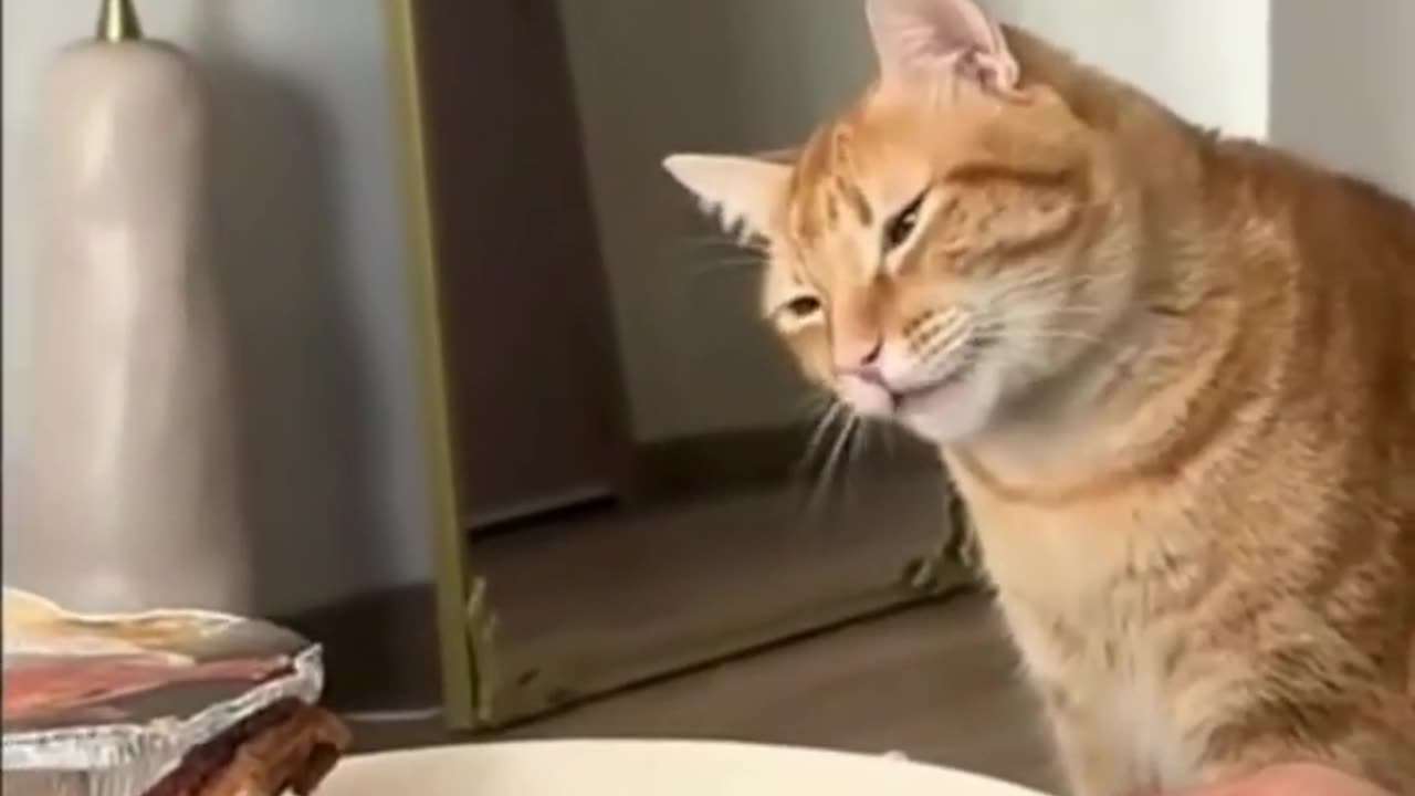 Funny cats and animals videos