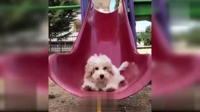 Sweet Dog slides