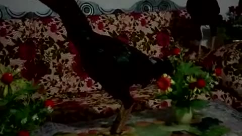 Rooster Sound Short Video By Kingdom Of Awais