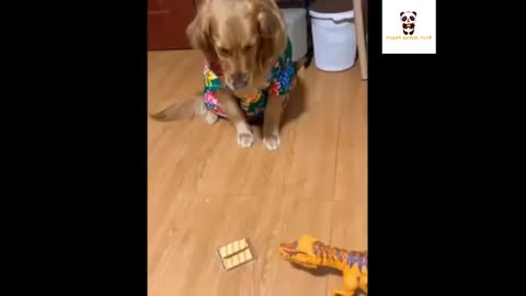 funny animal video