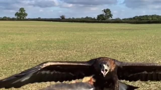 golden eagle flying to my glove