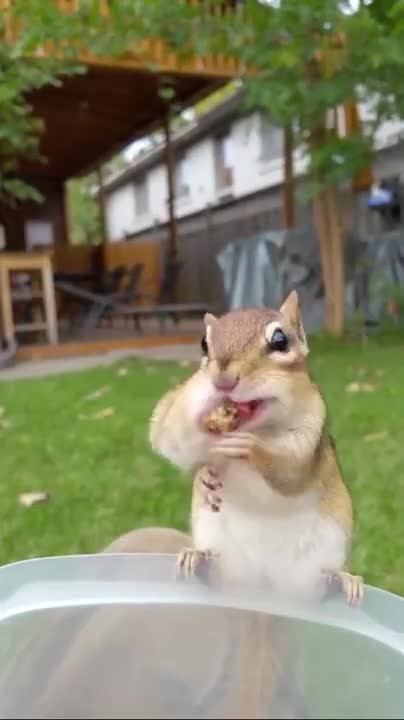 Cute Squirrel wants some Brushing 🐿️ - Relaxing and Funny animal video