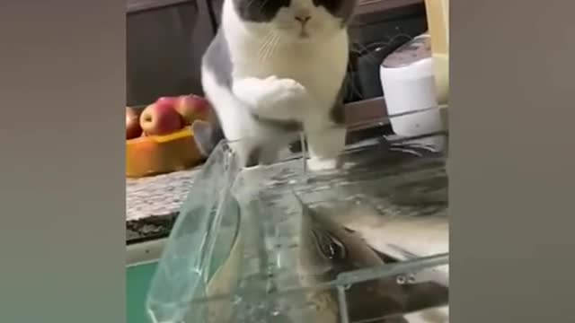 Funny Cat Catch Fish