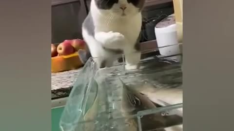Funny Cat Catch Fish
