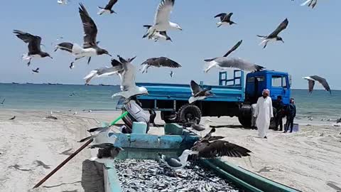 birds-over-boat-on-beach