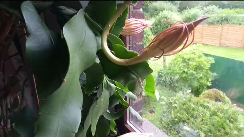 Dạ Quỳnh tháng 6.