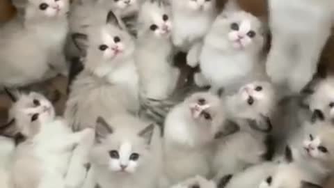 A Cats Box Of Happiness